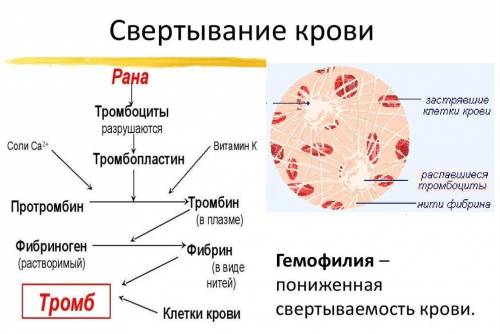 Что такое свертывание крови и каков его механизм