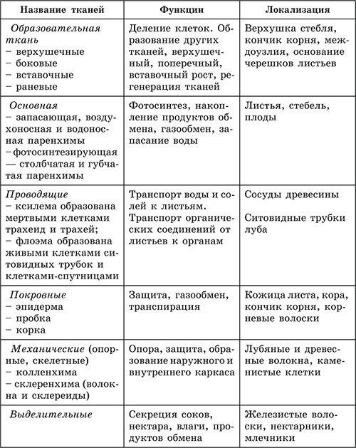 Каким видом ткани образованы внутренних органов: