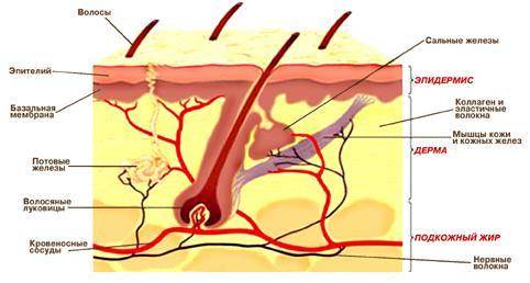 Вкаком слое кожи находятся кровеносные сосуды