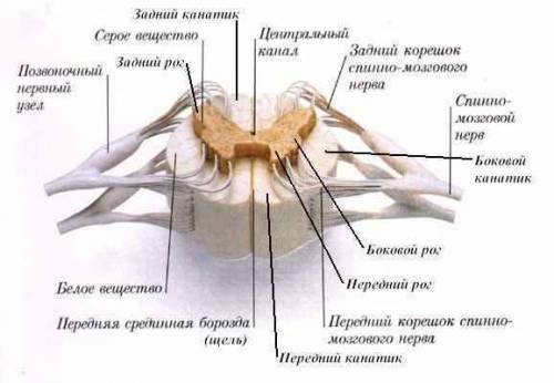 Где находяться центры симпотичиской части ?