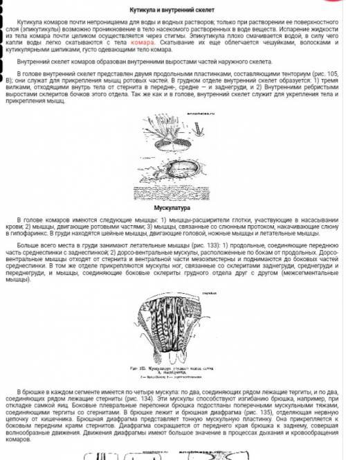 Напишите внутрение строение комара !