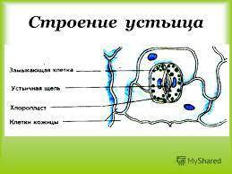 Отдельно зарисуй устьице, подпиши. нарисуйте