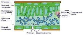 Лабораторная работа по теме внутреннее строение листа 4 вопрос 6 класс