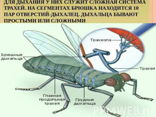 Дыхальца насекомых расположены на: 1)голове 2)груди 3)брюшке