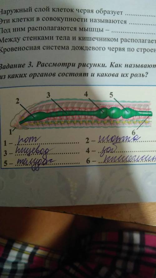 Биология 7 класс лабораторная работа 2.внешнее строение дождевого червя