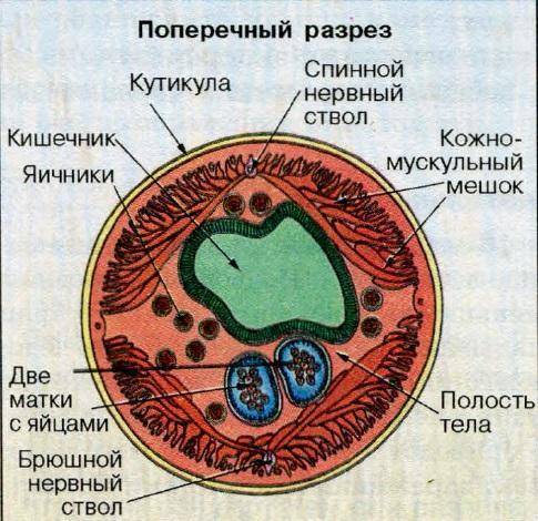 Назовите функции первичной полости тела. какая особенность строения, связанная с выполняемыми функци