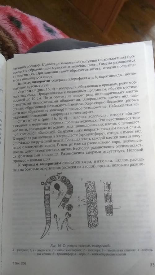 Зелёные водоросли, особенности строения и размножение, среда обитания,предстовители,значение