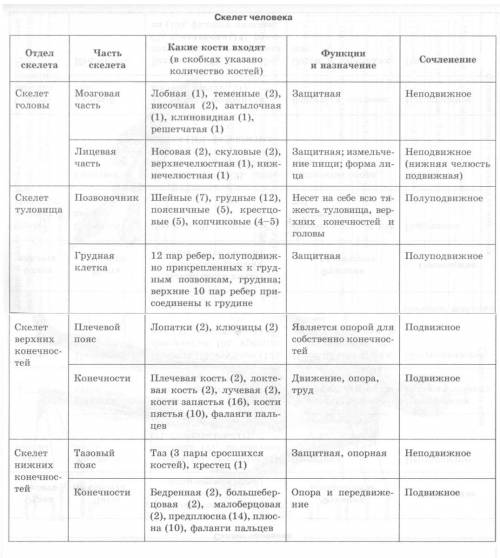 Рассмотрите скелет человека определить и назвать основные кости. 8 класс