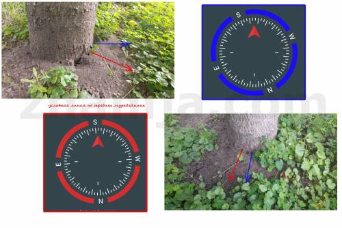 Определите стороны горизонта по местным признакам и с использованием компаса. сравните полученные ре