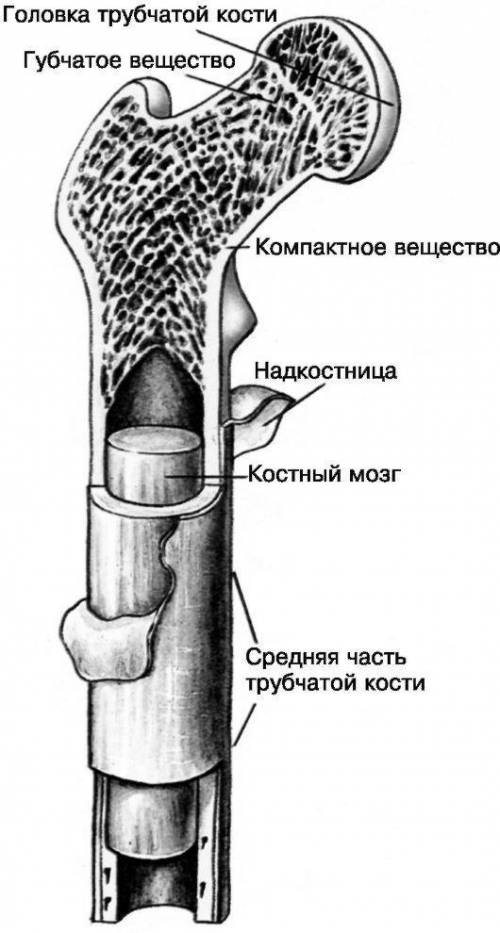 Кости голени относятся к костям? скелет свободной верней конечности состоит из? тело трубчатой кости