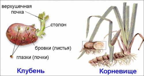 Зарисуйте и подпишите части подземных побегов))