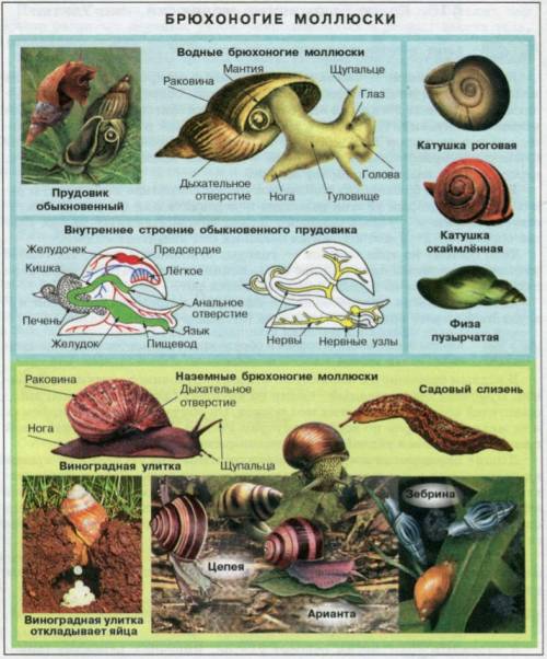 Прудовик-брюхоногий моллюск, так как
