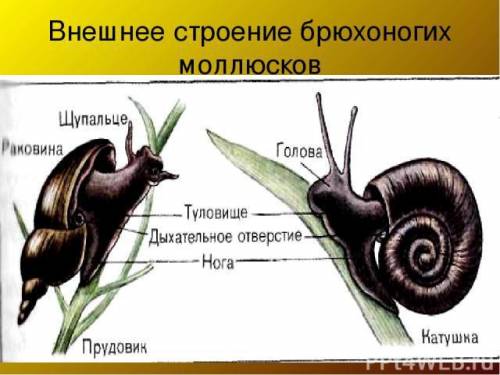 Прудовик-брюхоногий моллюск, так как