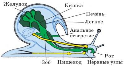 Обозначьте органы виноградной улиткии,киньте картинку или так