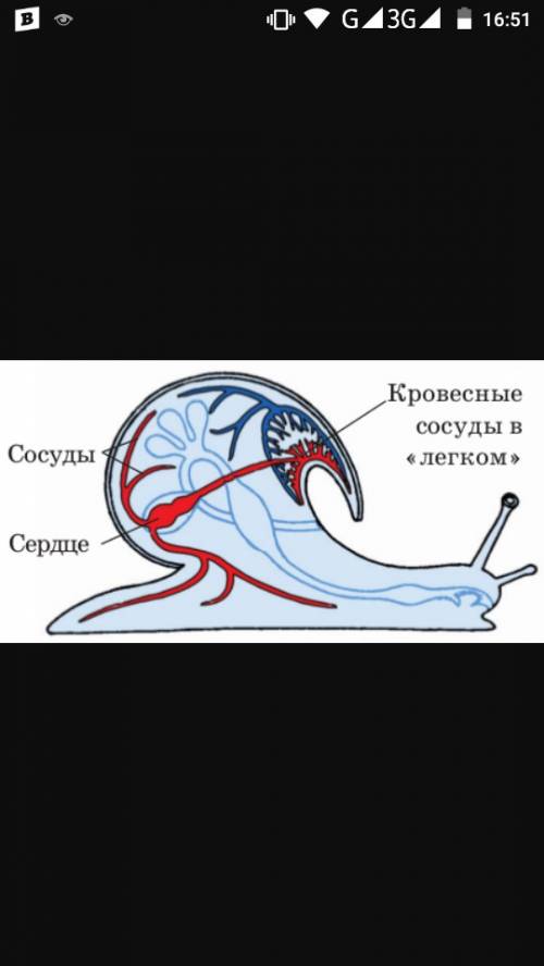 Состав кровеносные системы брюхоногих моллюсков схема кровеносная система 1. 2. 3. 4.