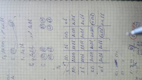 •у томатов красная окраска плодов определяется доминантным геном, а жёлтая – рецессивным геном, норм