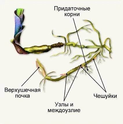 Где находится чешуйки у цветка гербария