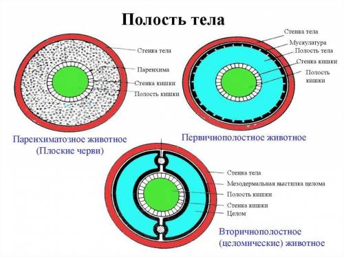 Сколько слоёв тела у плоских червей? какие?