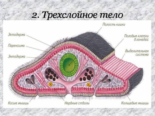 Сколько слоёв тела у плоских червей? какие?