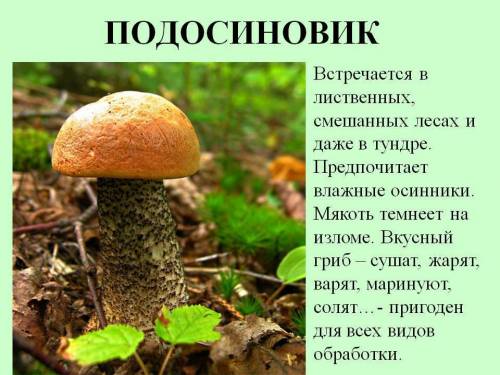 Нужно написать небольшой текст-рассуждение о названиях грибов подберёзовик и подосиновик. заранее