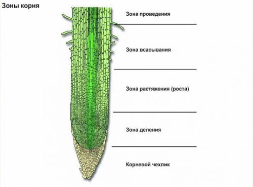 Из каких клеток состоит зона роста корня