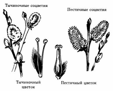 Опишите внешний вид цветка .биология 6 класс