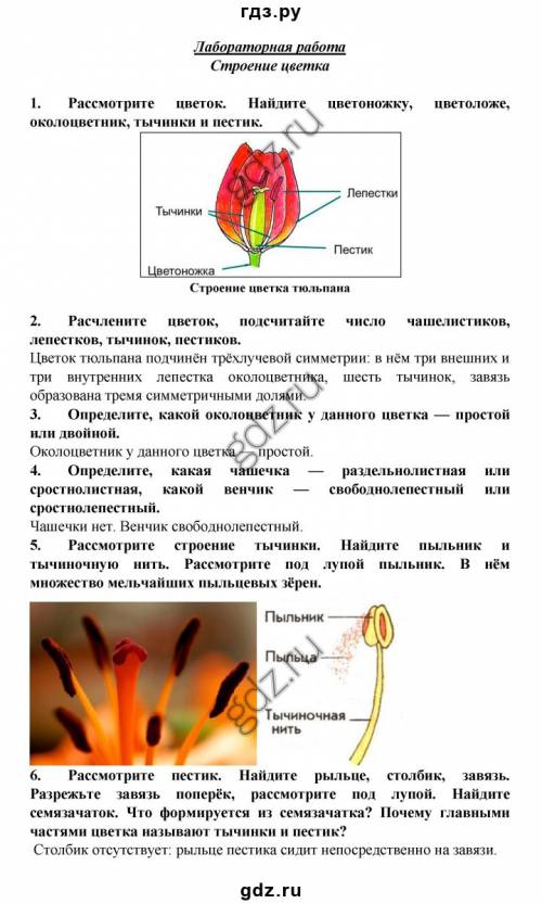 Опишите внешний вид цветка .биология 6 класс