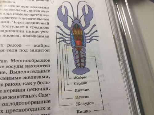 Нарисуйте в тетради речного рака, дайте названия органов,сравните с рисунком