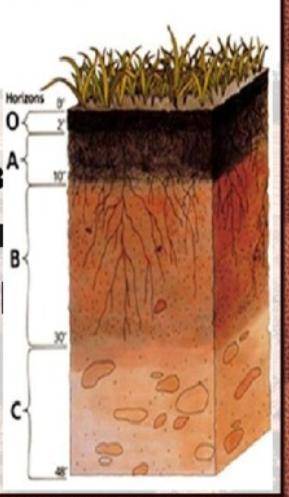 Какие горизонты выделяются в строении почвы?