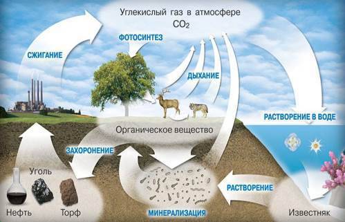 Рассказать о круговороте углерода и кислорода