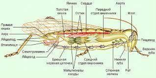 Внутреннее строение перепончатокрылых