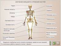 Лабораторная работа изучение внешнего строения костей 3. сделайте вывод.