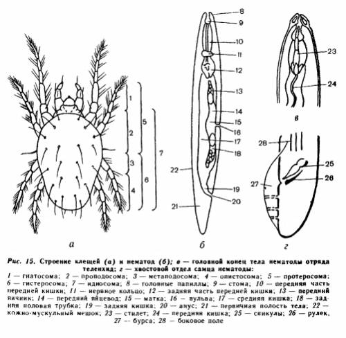 Попробуите различить части тела у клеща