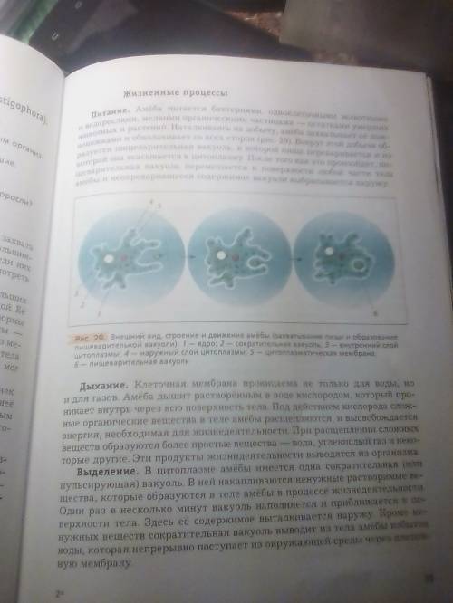 Зарисуйте схему строение амебы.подпишите названия части её тела.какую роль в процессе жизнедеятельно