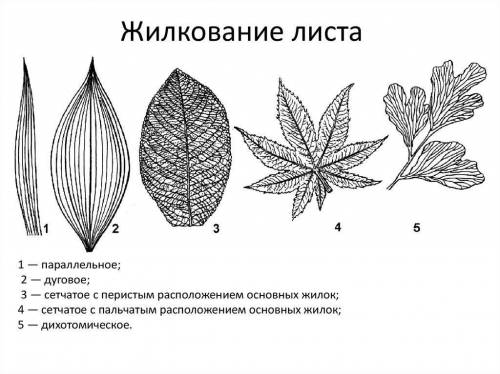 Какой тип жилкования характерен для листьев однодольных,а какой-для двудольных растений?