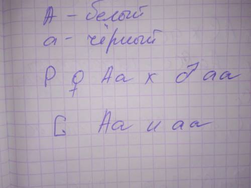 Скрестили 2 крысы,белую крысу гетерозиготную и черную крысу гомозиготную. ген черной окраски рецесси