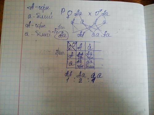 Гетерозиготную черную крольчиху скрестили с таким же кроликом.определите формулу расщепления гибридн