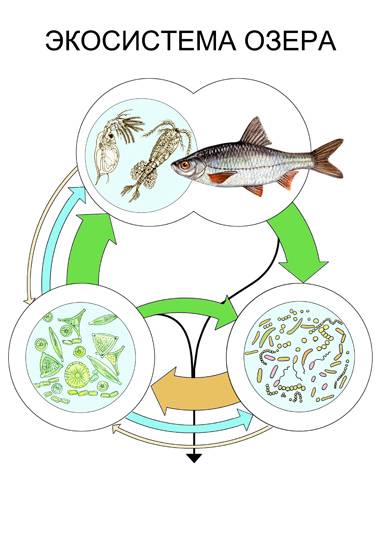 нарисуй схему круговорота веществ в сообществе водоема