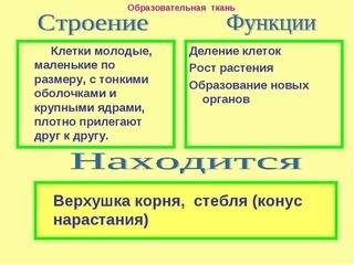 Сбиологией, . 1. какие признаки жизнедеятельности клеток напоминают признаки живых организмов? 2. в