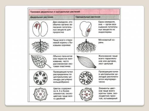 7класс, как различить двудольные растения от однодольных?