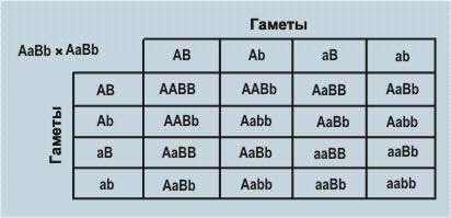 Угороха высокий рост (а) и красная окраска цветков (в)доминирует над низким ростом и белыми цветками