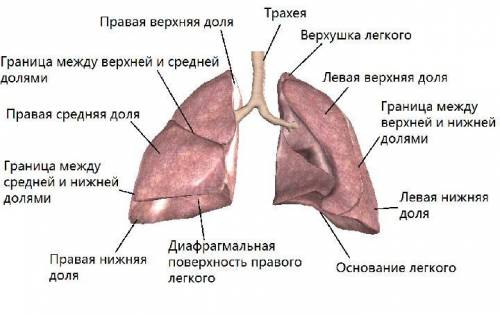 ответьте на вопросы! ! 1.обмен какими газами между организмом и средой происходит при дыхании? 2 ест