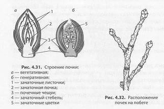 Биология 7 класс строение почек расположение их на стебле