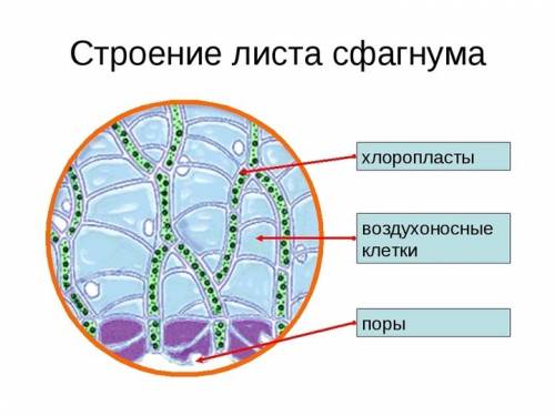 Картинку внешнего и внутренего строения мхов.