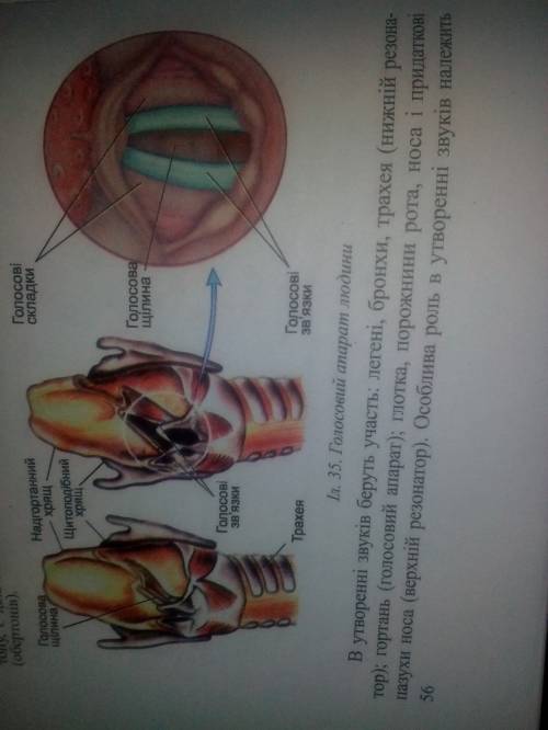 Охарактеризуйте будову голосового апарату людини