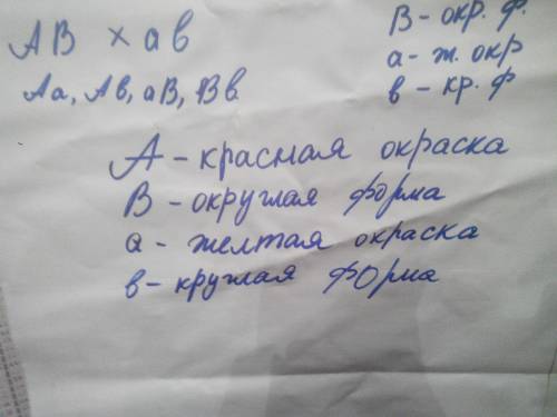 Гены красной окраски и округлой формы томатов являются доминантными.скрестили томат с желтыми круглы