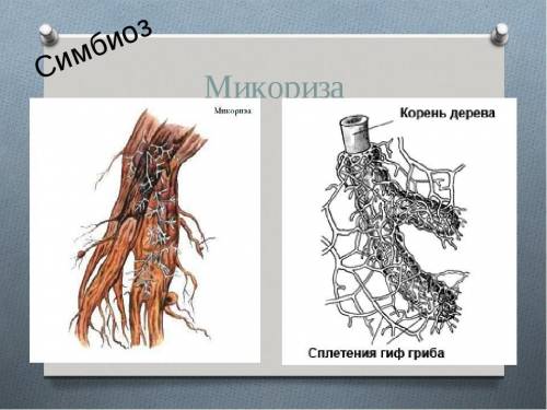 Охарактеризуйте функцию гриба в микоризе. можно ли её назвать паразитической? поясните ответ