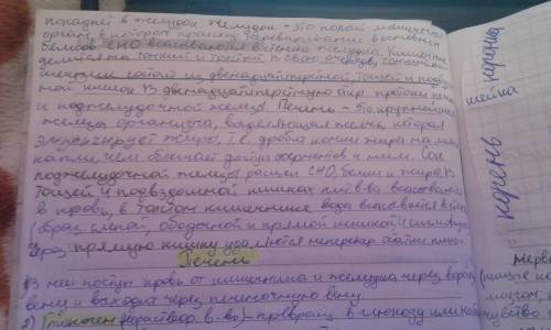 8класс органы пищеварения характеристика органов входящие в систему пищеварения