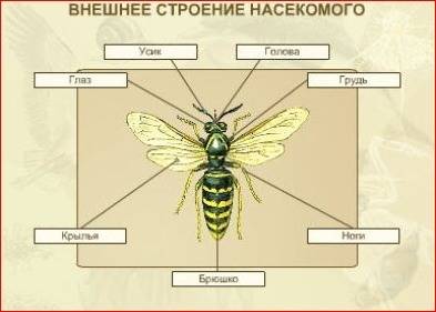 Опишите внешнее строение насекомых?