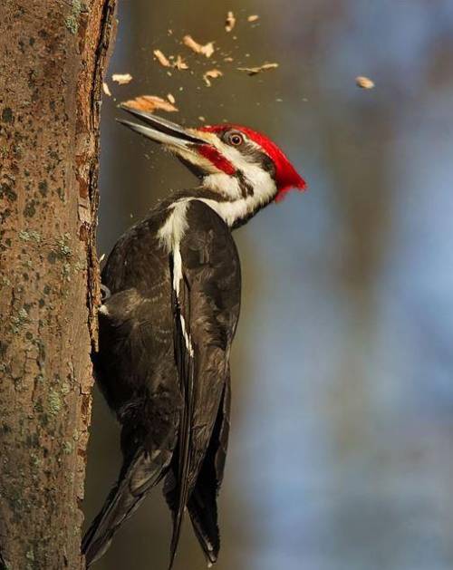 Write 6-10 sentences about any bird